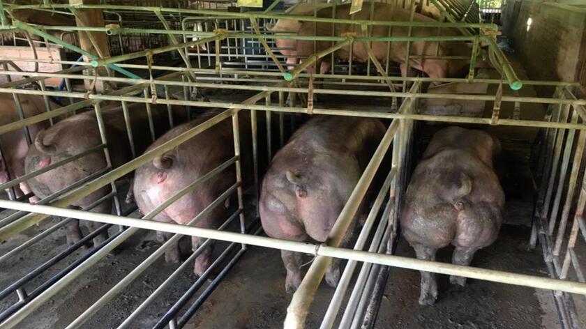 Zmutowane świnie z Kambodży