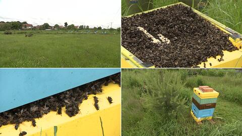 Ktoś otruł milion pszczół z podwrocławskiej pasieki