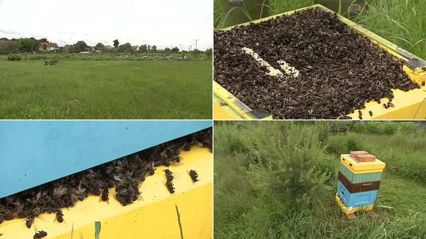 Ktoś otruł milion pszczół z podwrocławskiej pasieki