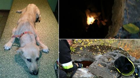 Pies zamknięty w studni. Uratowali go trener Warty i strażacy