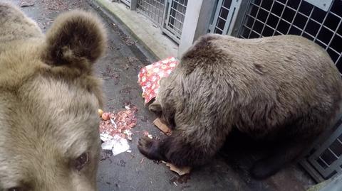 Prezenty dla niedźwiedzi z wrocławskiego zoo