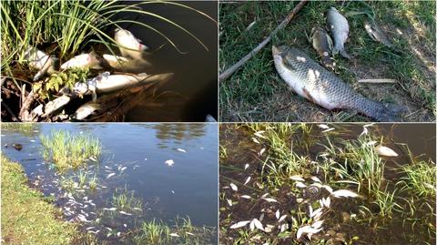 Wciąż nieznane są przyczyny śmierci tysiąca ryb w jednym z ostrowieckich jezior