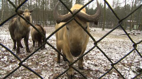 Takiny są nowymi lokatorami poznańskiego zoo