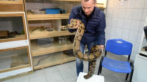 Wąż Pysia z Opolszczyzny trafił na Uniwersytet Przyrodniczy we Wrocławiu