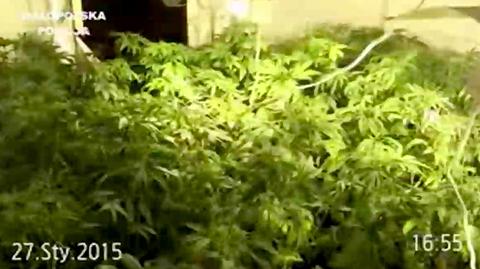 Policjanci zlikwidowali plantację marihuany w Nowej Hucie