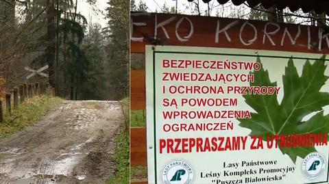 Nadleśnictwo Białowieża: czasowy zakaz wstępu do lasu
