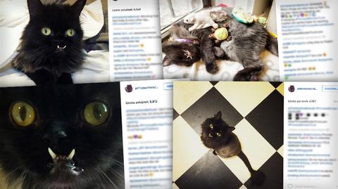 "Słodka" kotka gwiazdą w sieci. Pomaga szukać domów bezdomnym zwierzętom