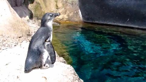 Janush zwiedza pingwini wybieg