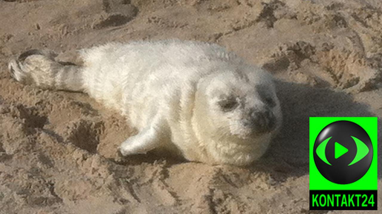 Foka Na Plaży W Mielnie Tvn24