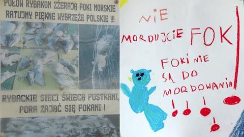 13.06.2018 | Nad Bałtykiem znaleziono kolejne martwe foki. Kto i dlaczego je zabija?
