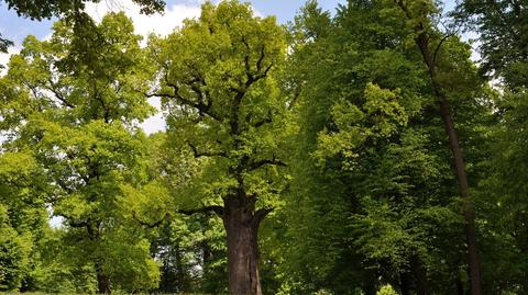 Dąb Józef Europejskim Drzewem Roku