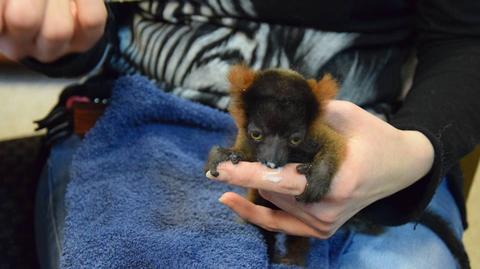 Mały lemur z poznańskiego zoo