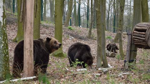 Niedźwiedzie już w Poznaniu 