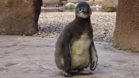 Pingwin Janush na spacerze