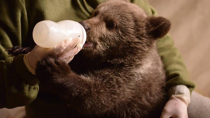 Zbierają pieniądze na mleko dla małej niedźwiedzicy