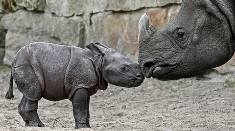 Goście berlińskiego zoo mogą już oglądać nowonarodzonego nosorożca