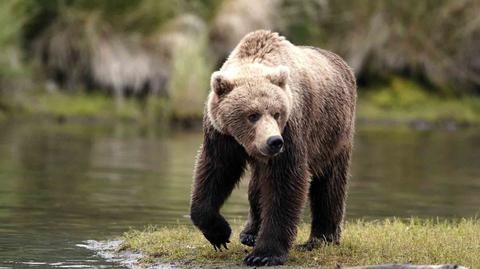 11.03 | Niedźwiedź zaatakował w Bieszczadach