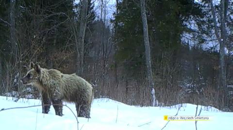 11.01.2014 | Niedźwiedzie w górach nie chcą spać. Przez lekką zimę