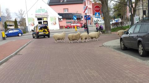 Owce spacerowały w centrum miasta
