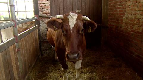 Opiekunowie krowy Matyldy proszą o pomoc w zgromadzeniu zapasów na zimę