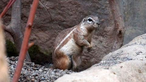 Wiewiórki przylądkowe - nowi mieszkańcy Afrykarium