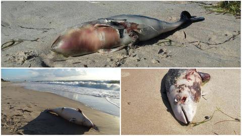 Ekolodzy znajdują nawet kilkanaście martwych morskich ssaków dziennie