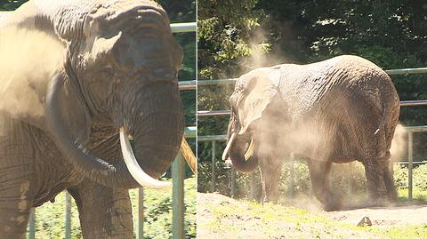 Jak z upałem radzą sobie w zoo 