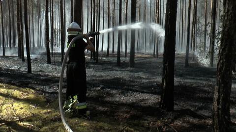 Spłonęło 5 hektarów lasu w Wielkopolsce