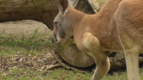 Dyrektor wrocławskiego zoo o tym jak można wesprzeć australijską faunę
