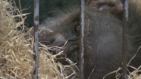 Dzień z życia opiekunki małp mieszkających we wrocławskim zoo