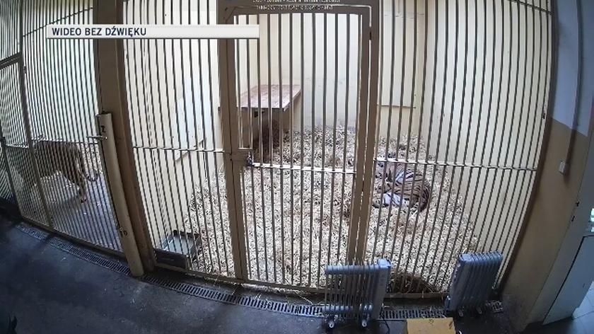 Nagranie z kamery monitorującej stan zwierząt 