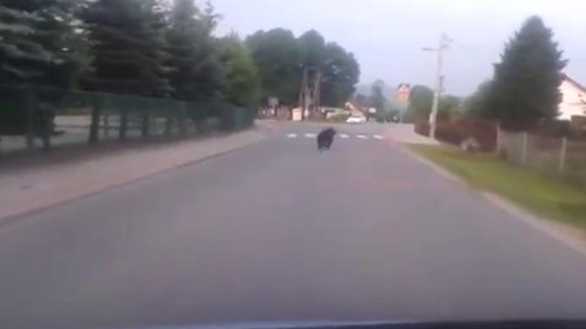 Niedźwiedź brunatny na ulicach Gołkowic
