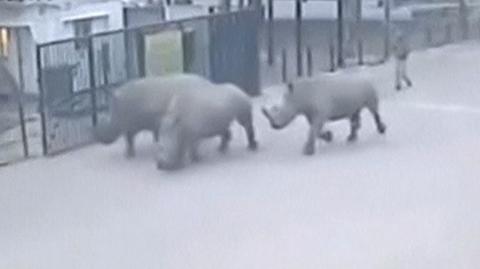 Nosorożce "na gigancie". Wymknęły się z zoo, gdy zasnął strażnik