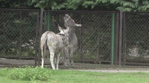 Osły znów razem. Poznańskie zoo wycofuje decyzję