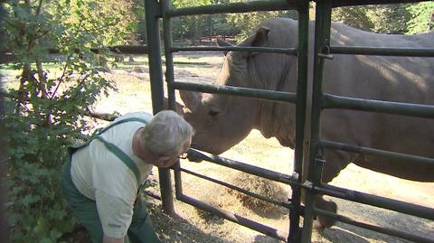 Pracownicy zoo liczą na potomstwo Kiwu i Diuny (wideo z 2013 r.)