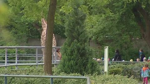 Pracownicy zoo poruszeni śmiercią żyraf