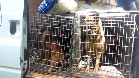 Psy pracujące na lotnisku w Doniecku udało się wywieźć z zablokowanego dworca lotniczego po dwóch dniach