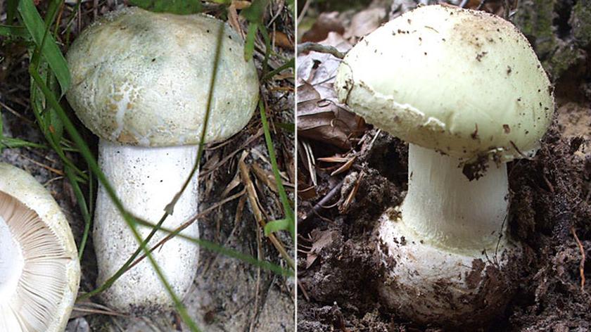 Sanepid o tym, jak odróżnić grzyby jadalne od trujących