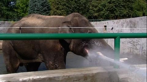 Słoń indyjski podczas kąpieli