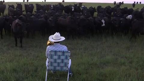 Swoją muzyką zachwyca całe stado. Farmer i koncert dla krów