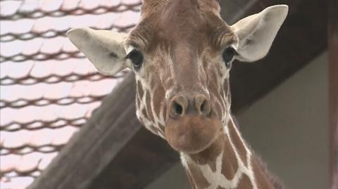 Sylwestrowych wystrzałów boją się także mieszkańcy zoo