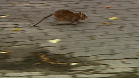 Szczury panoszą się po wrocławskich ulicach