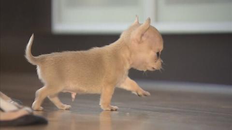 Toudi z Wrocławia - najmniejszy pies świata?