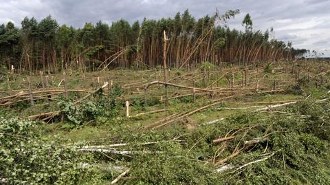 Trąba zniszczyła ponad 550 ha lasu 
