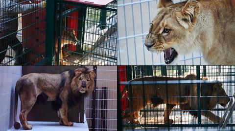 Trzy lwice i lew już w gdańskim zoo