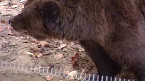 Trzy niedźwiedzie trafiły do poznańskiego zoo