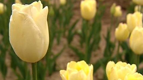 Tulipany noszące imię Marii Kaczyńskiej cieszą się dużą popularnością
