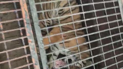 Tygrysy były nagrywane podczas postoju na granicy