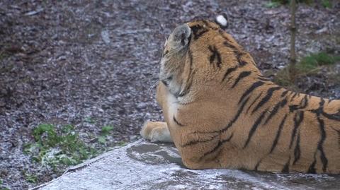 Tygrysy z Człuchowa dostały sztuczną zebrę
