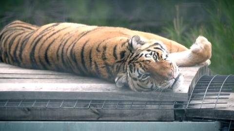Tygrysy zatrzymane w Polsce miały jechać do zoo w Dagestanie - część II reportażu "Czarno na białym"